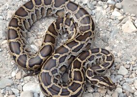 Python rescued from sugarcane field