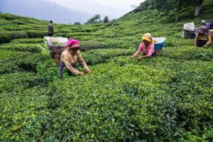 Tea export to India increases by 52 per cent