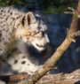 13 snow leopards recorded in Kanchenjunga Conservation Area