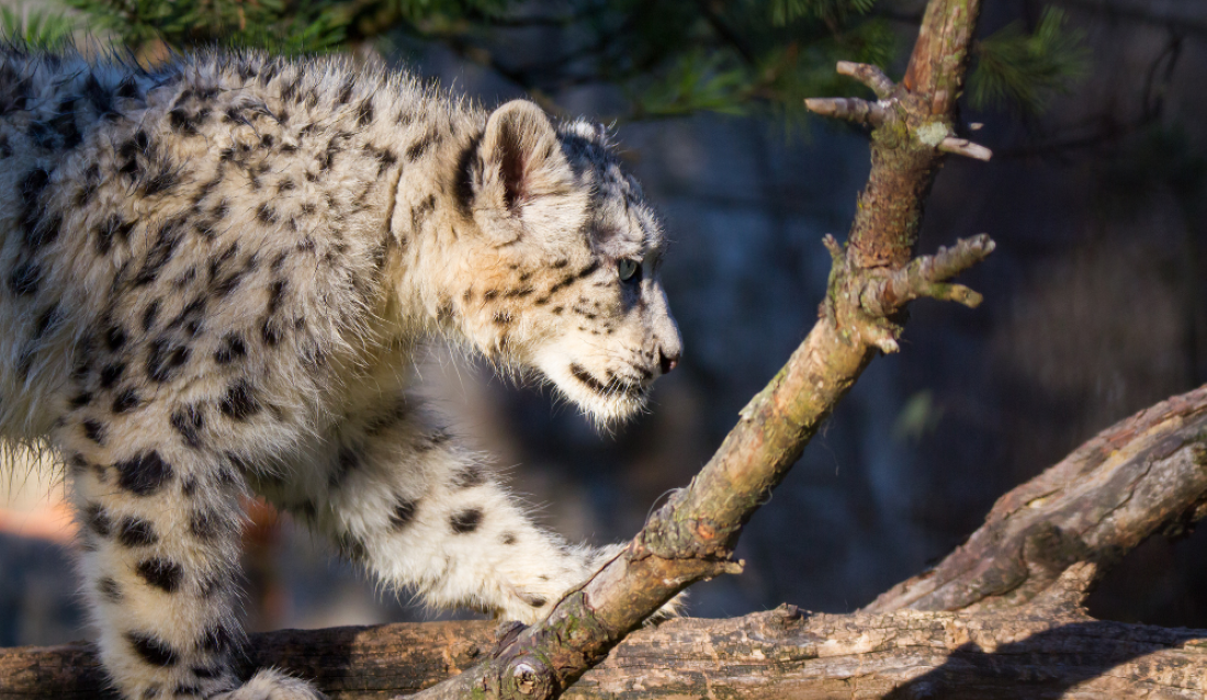 13 snow leopards recorded in Kanchenjunga Conservation Area