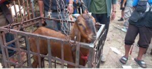 Livestock Department suggests to buy green marked goats