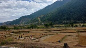 Jumla farmers swamped with harvesting Marsi rice