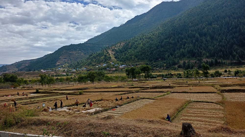 Jumla farmers swamped with harvesting Marsi rice