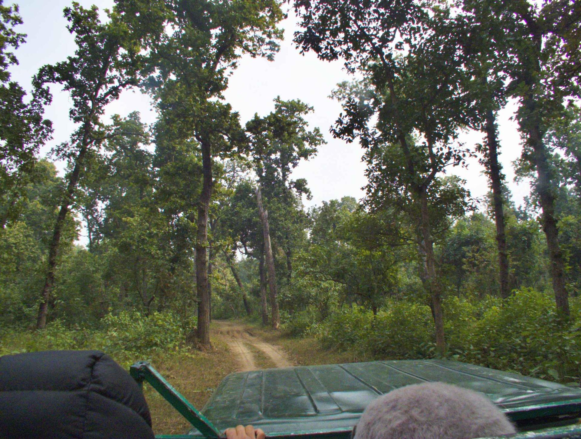 Jungle safari opens for public in Shuklaphanta