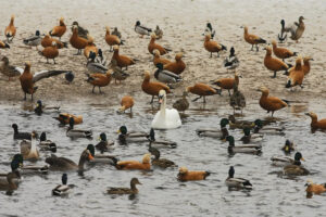 Migratory birds arrive in Chitwan from China, Russia and other nations