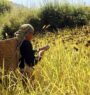 Millet farming expanded in rural parts of Myagdi