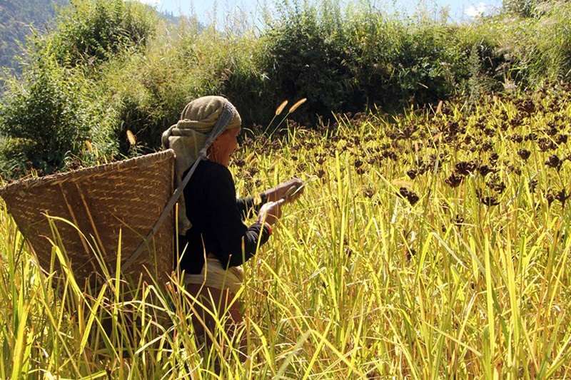 Millet farming expanded in rural parts of Myagdi