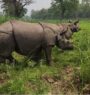 Rhino attacks tourist guide in Chitwan