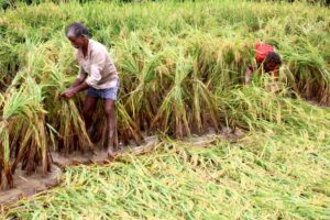 Support price of paddy fixed in Jhapa, FMTC to buy 50,000 quintals