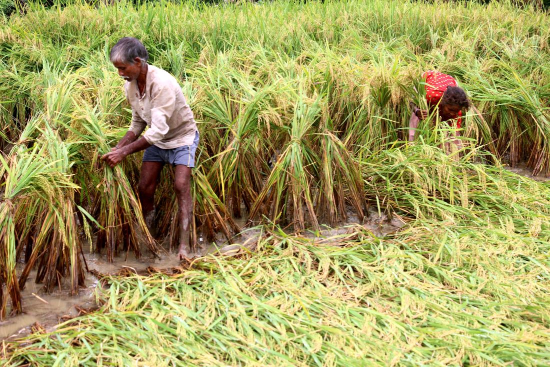 Support price of paddy fixed in Jhapa, FMTC to buy 50,000 quintals