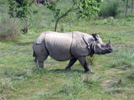 One killed, five injured in rhino attack