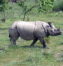 One killed, five injured in rhino attack