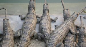 41 crocodiles released in Rapti River