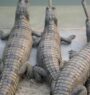 41 crocodiles released in Rapti River