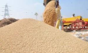 Agriculture Ministry estimates 5.9 million metric tonnes rice yield