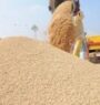 Agriculture Ministry estimates 5.9 million metric tonnes rice yield