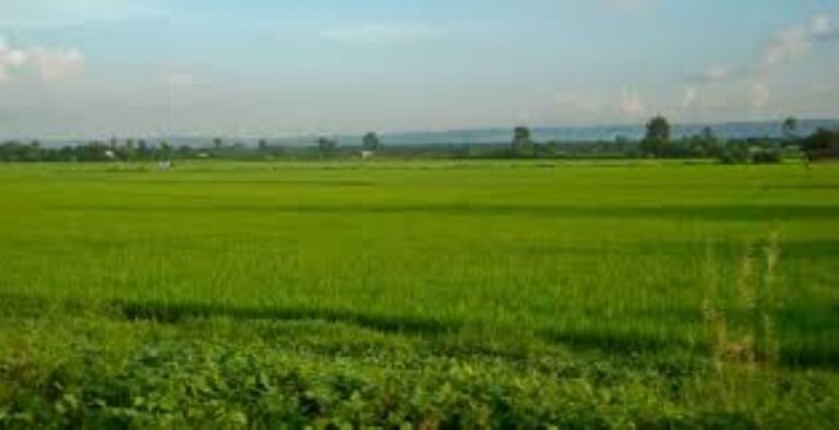 Agriculture production up despite decrease in agricultural land in Sudurpaschim