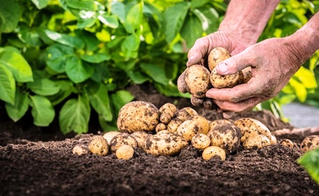 Nawalpur becoming self sufficient in potato