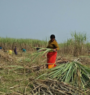 Sugarcane farmers elated after timely payment from industries