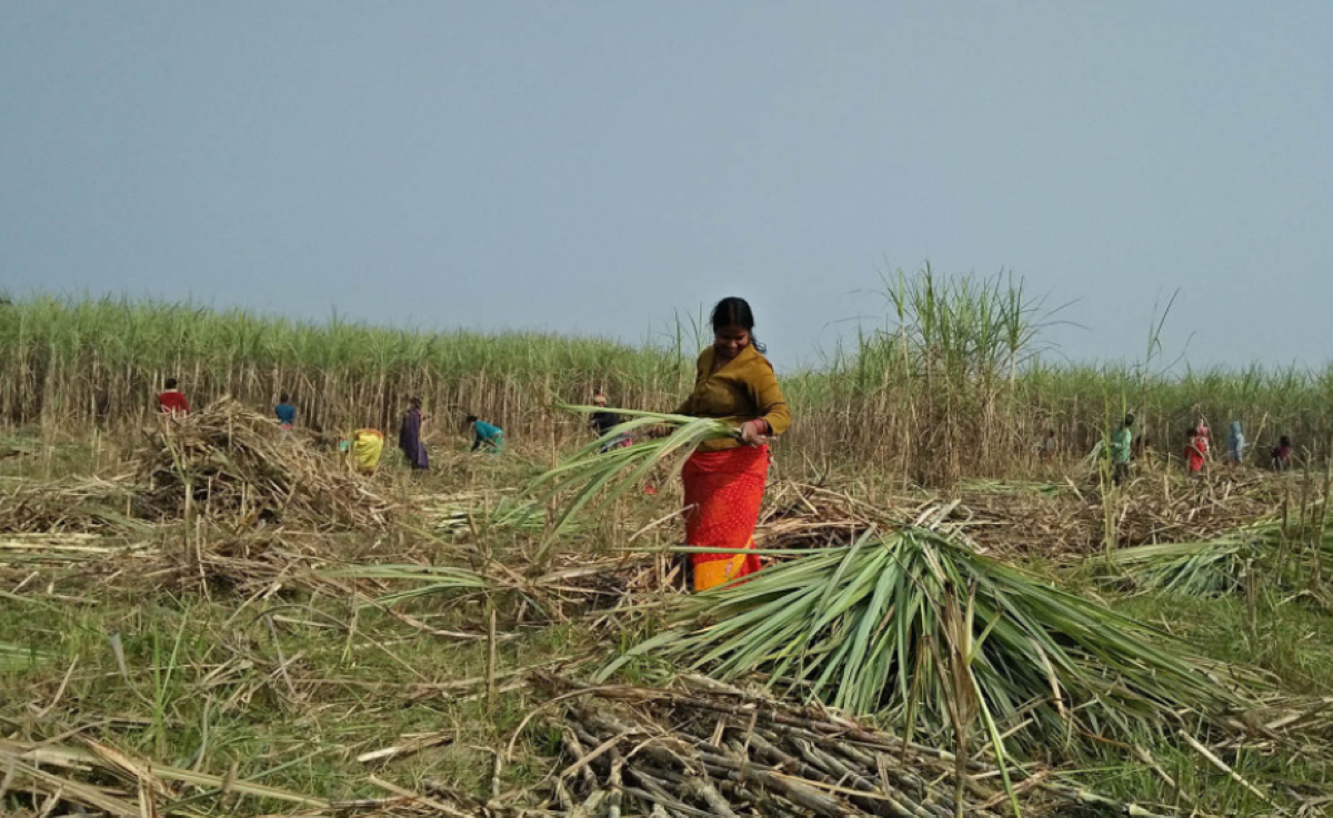 Sugarcane farmers elated after timely payment from industries