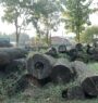 Wood worth Rs 70 million decaying at forest office