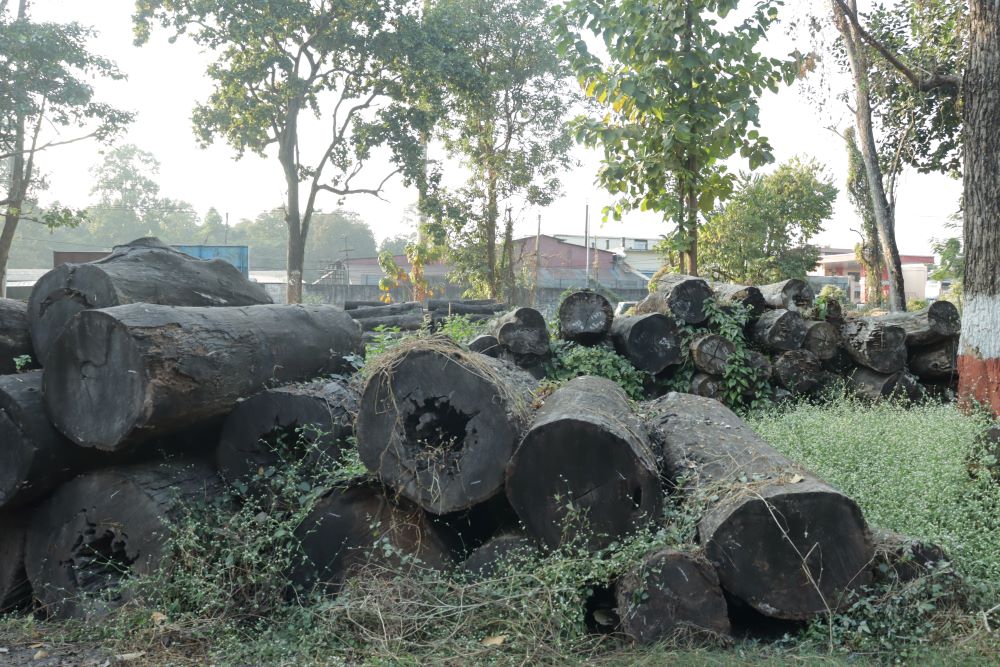 Wood worth Rs 70 million decaying at forest office