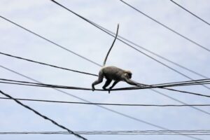 Sri Lankan minister blames monkey for nationwide power cut