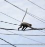 Sri Lankan minister blames monkey for nationwide power cut