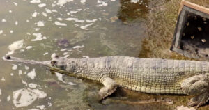 103 crocodiles released in Rapti River