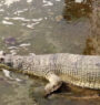 103 crocodiles released in Rapti River