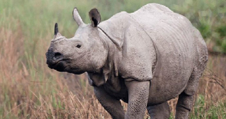 One-horned rhino ‘no poaching’ reaches 516 days