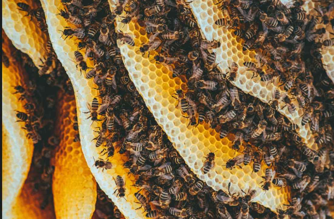 Honey production decreases in Chitwan this year