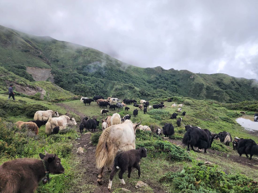 Visitors throng yak fair in Mustang