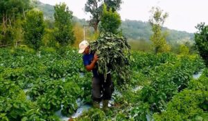 Farmers worried after wind damages chilli cultivation