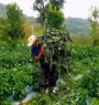 Farmers worried after wind damages chilli cultivation