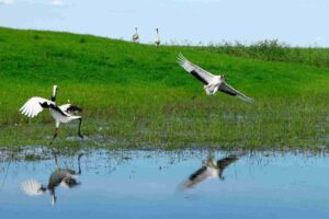Tourist influx increases at Koshi Tappu wildlife reserve