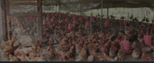 Experts discuss poultry business in Chitwan