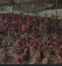 Experts discuss poultry business in Chitwan