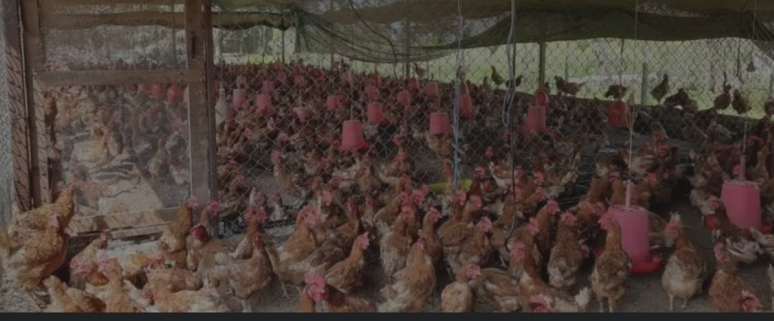 Experts discuss poultry business in Chitwan