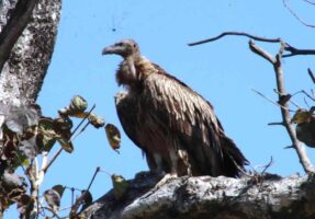 124 vultures recorded in Surkhet’s Chaukune