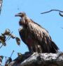 124 vultures recorded in Surkhet’s Chaukune