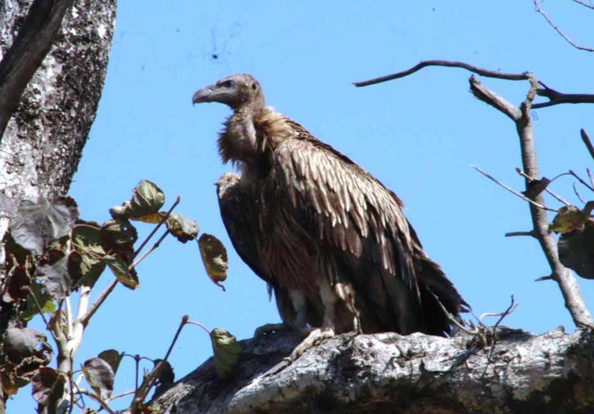 124 vultures recorded in Surkhet’s Chaukune