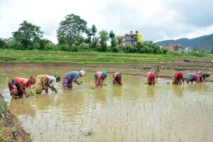 National Paddy Day being observed today