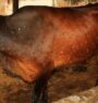 African swine flu and lumpy skin confirmed in Mechinagar