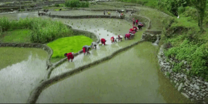 ‘Intensity in Rice Crop: Food Security and Self-reliance’