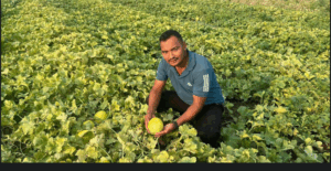 Watermelons becoming a good source of income in Rolpa