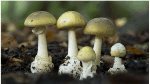 Four members of same family fall sick after consuming mushrooms