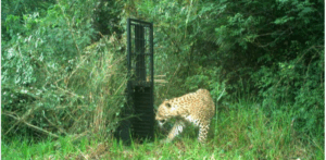 11 killed in wild animal attacks in a year