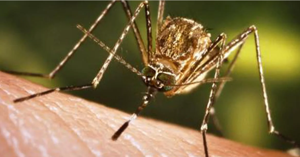 Nationwide death toll from JE reaches 31 in a decade