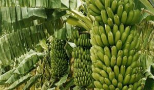 Domestic banana production able to meet demand for upcoming festivals: Federation